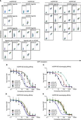 GPR182 is a broadly scavenging atypical chemokine receptor influencing T-independent immunity